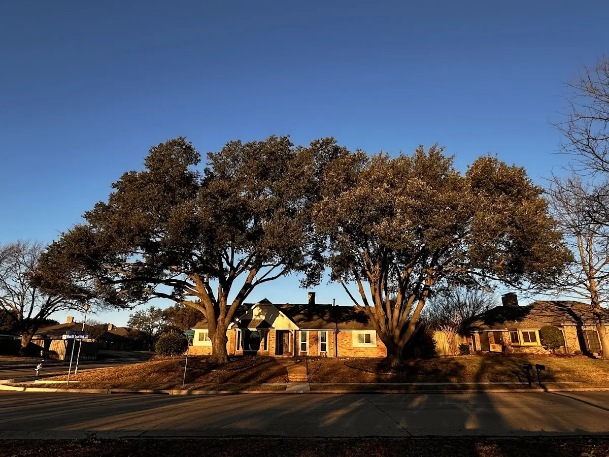 Established residential canopy tree shading a home in Church Creek